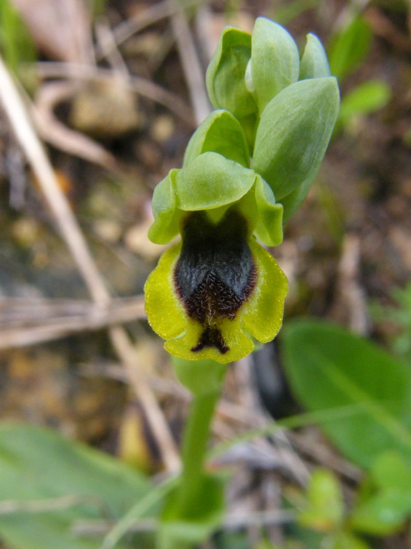 Passeggiate orchidologiche 2013